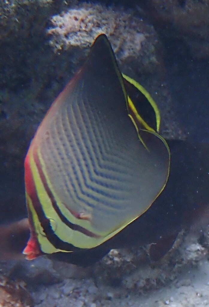 herringbone butterflyfish
