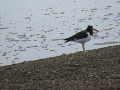 Haematopus palliatus
