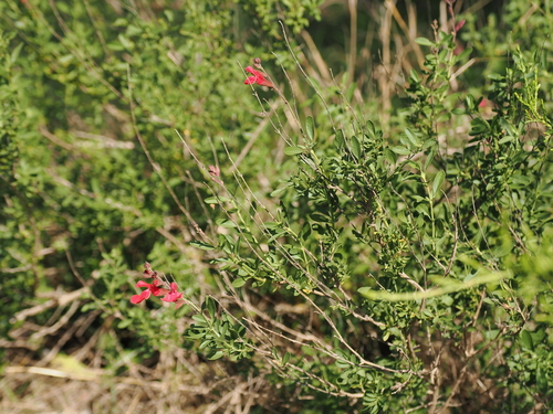 Image of Salvia greggii by (c) Joseph Aubert, some rights reserved (CC BY)