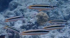 コガシラベラ