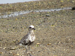Pluvialis squatarola