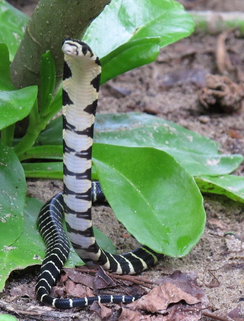 snake - Pesquisa Google  King cobra, Snake, King cobra snake