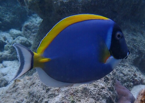 Powder Blue Tang — seen at this dive site