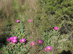 Carpobrotus quadrifidus