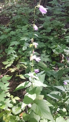 Campanula trachelium