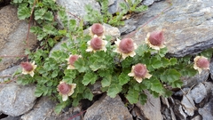 Geum reptans