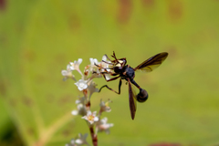 Physocephala sagittaria