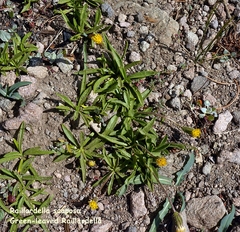 Raillardella scaposa