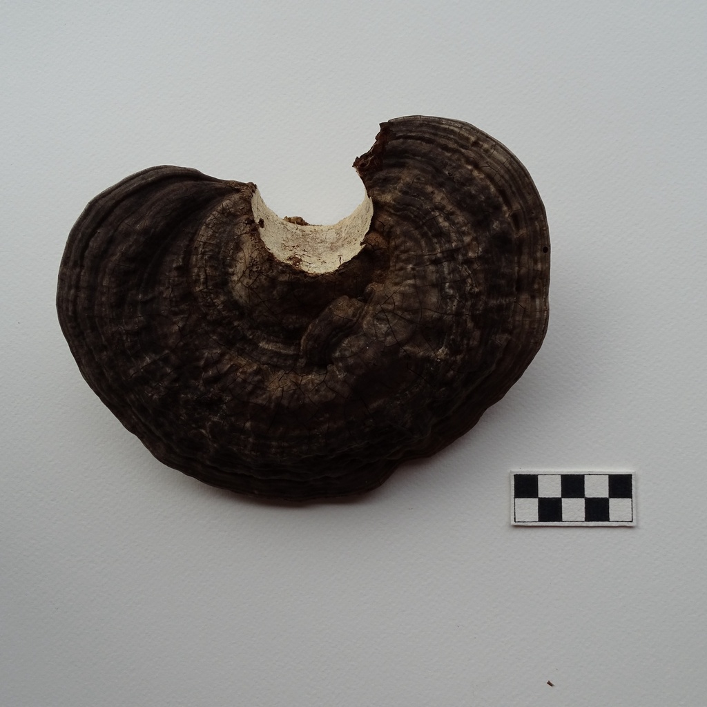 Ganoderma australe · May 2020 · photo: © cristianriquelme (iNaturalist, cc-by)