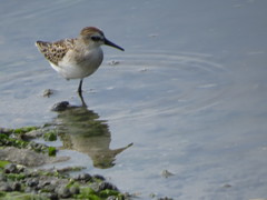Calidris pusilla