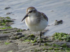 Calidris pusilla