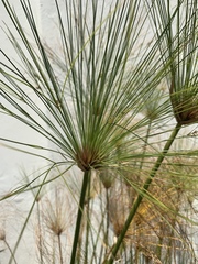Cyperus papyrus