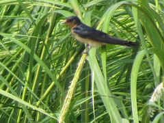 Hirundo rustica