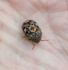 Stethaulax marmorata