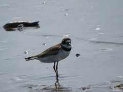 Charadrius semipalmatus