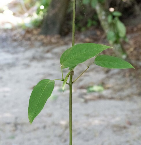Foto de Trombeta-chinesa