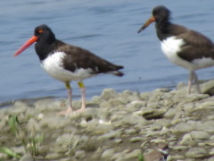 Haematopus palliatus
