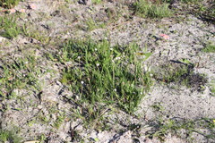Othonna digitata