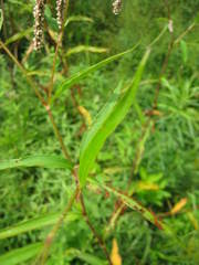 Persicaria careyi