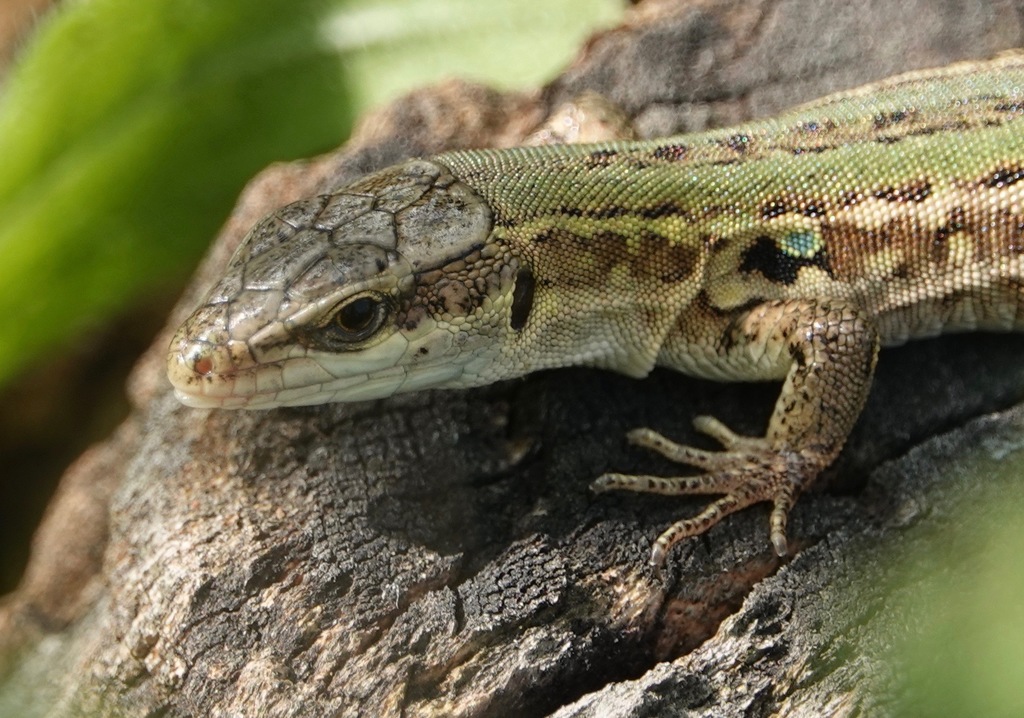 Northern Italian Wall Lizard (Podarcis siculus campestris)…