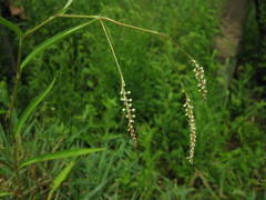 Persicaria careyi