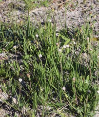 Othonna digitata