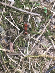 Pseudomethoca vanduzei