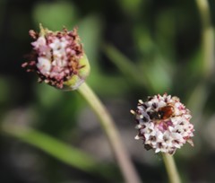 Othonna digitata