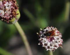Othonna digitata