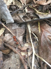 Pseudomethoca vanduzei