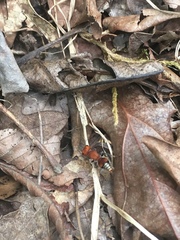 Pseudomethoca vanduzei