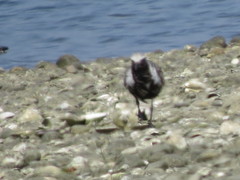 Pluvialis squatarola