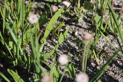 Othonna digitata