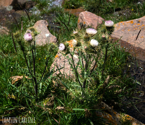 Cirsium sairamense