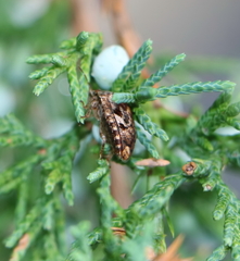 Stethaulax marmorata