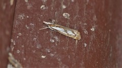 Catoptria mytilella
