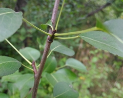 Kultur-Birne (Pyrus communis): Herkunft und Verwendung — Foto 2