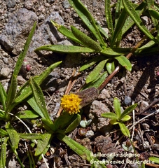 Raillardella scaposa