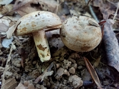 Lactarius subpalustris