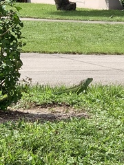 Iguana iguana