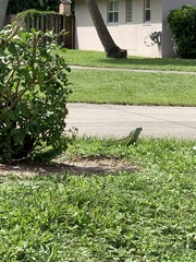Iguana iguana