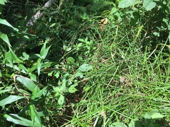 Platanthera peramoena