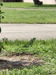 Iguana iguana