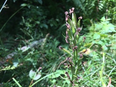 Platanthera peramoena