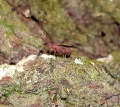 Trachymyrmex