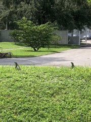 Iguana iguana