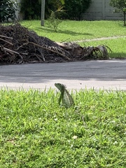 Iguana iguana