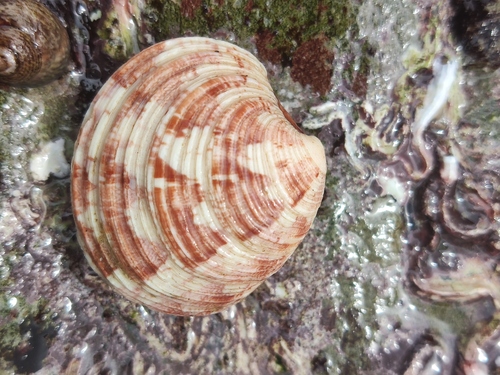 Pale Venus