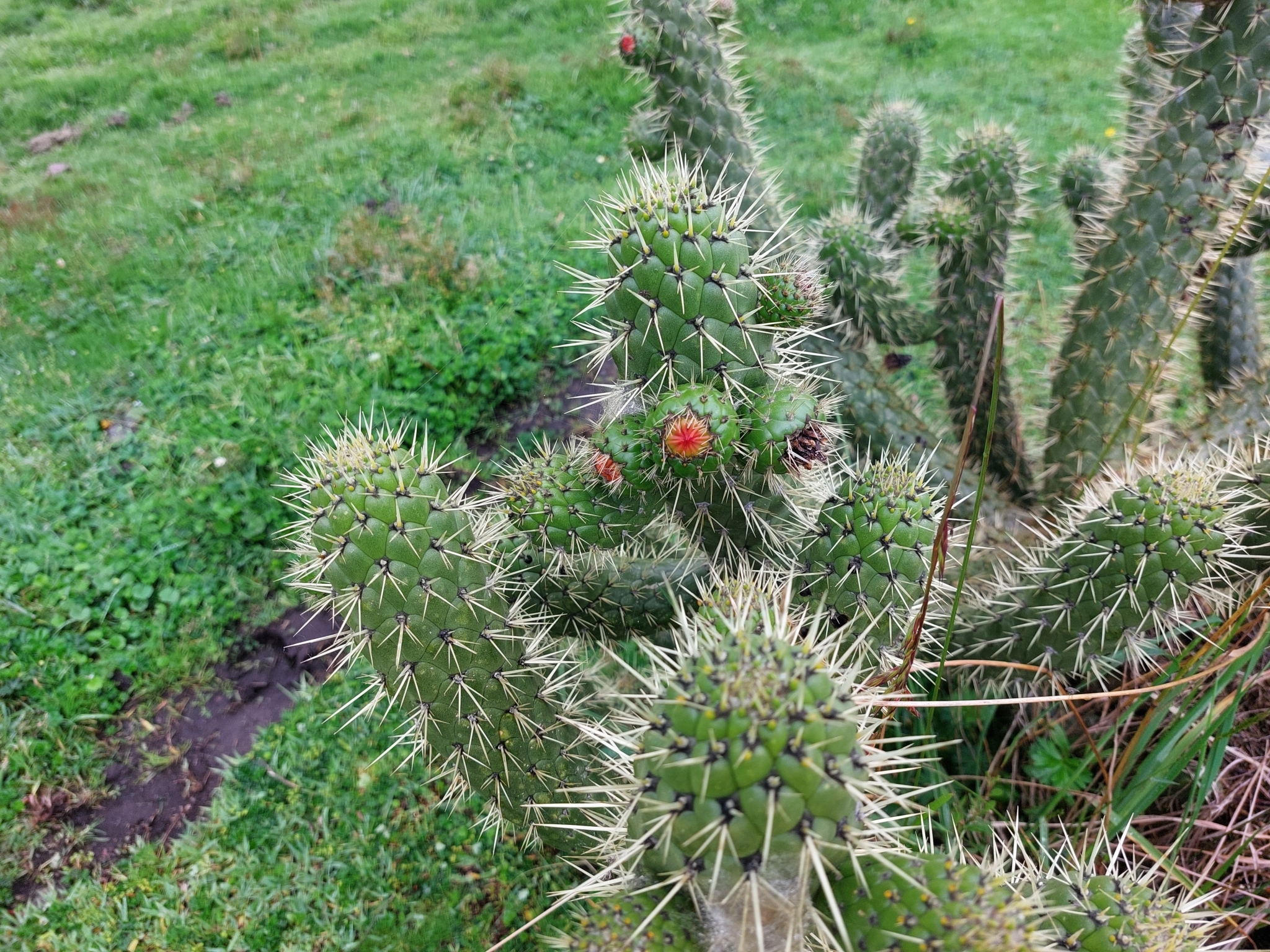 Imagem de Austrocylindropuntia cylindrica
