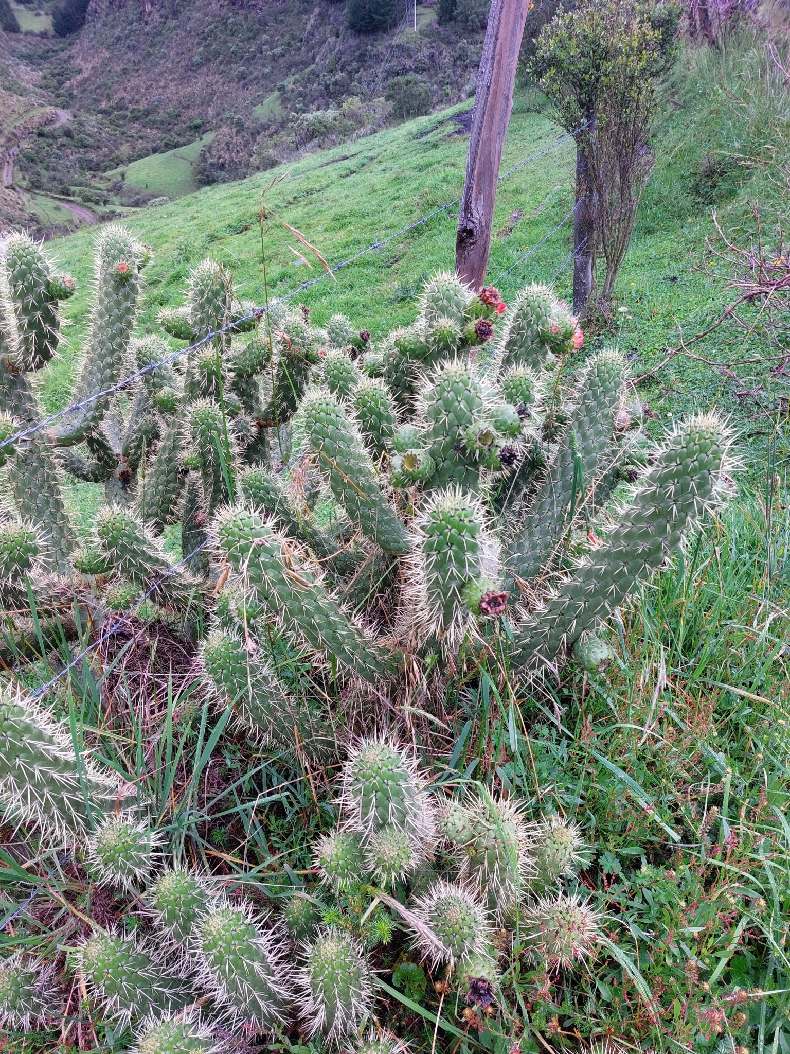 Imagem de Austrocylindropuntia cylindrica